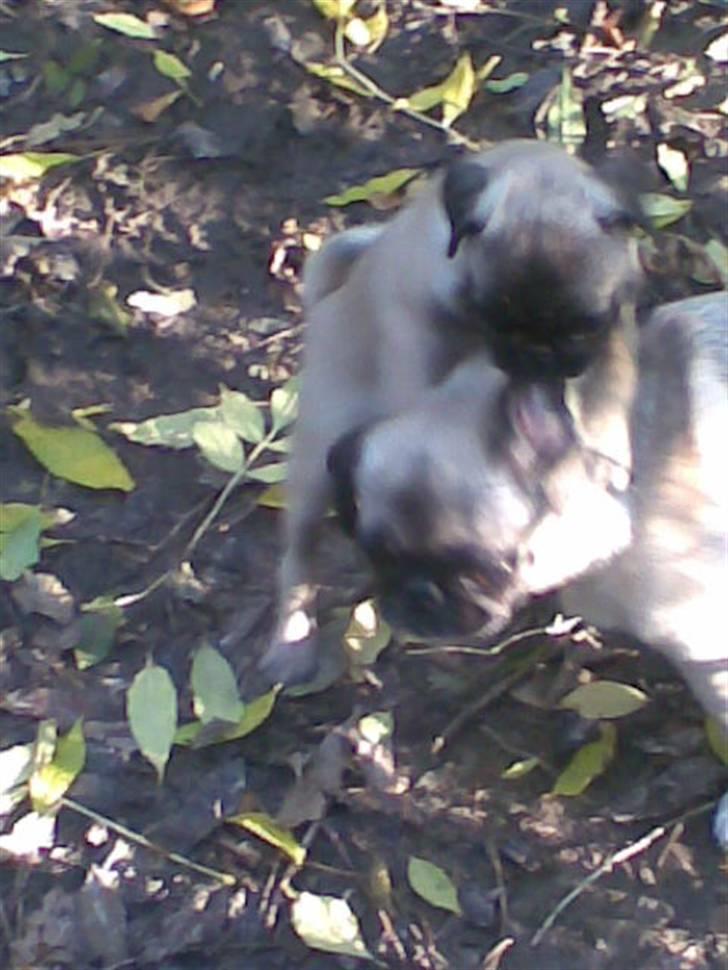 Mops Frida - så skal der leges billede 10