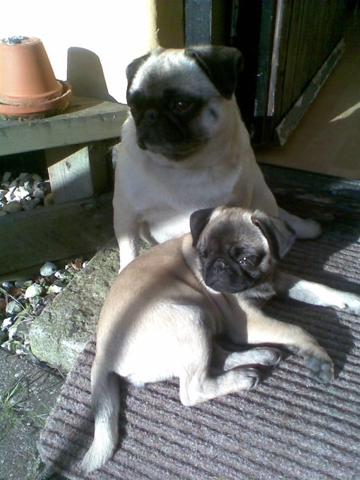 Mops Frida - hygge i aftensolen billede 11