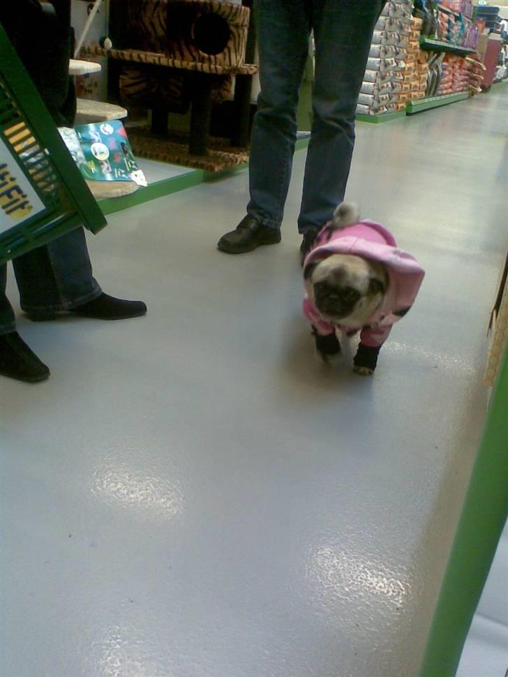 Mops Frida - ny trøje billede 12