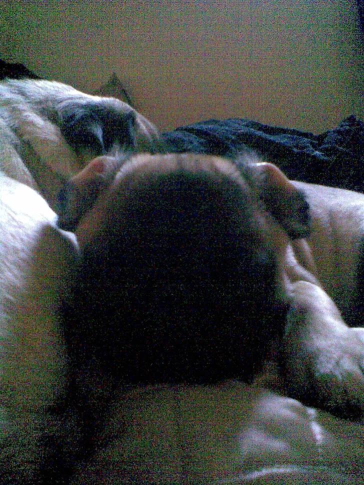 Mops Frida - blomkålsører billede 13