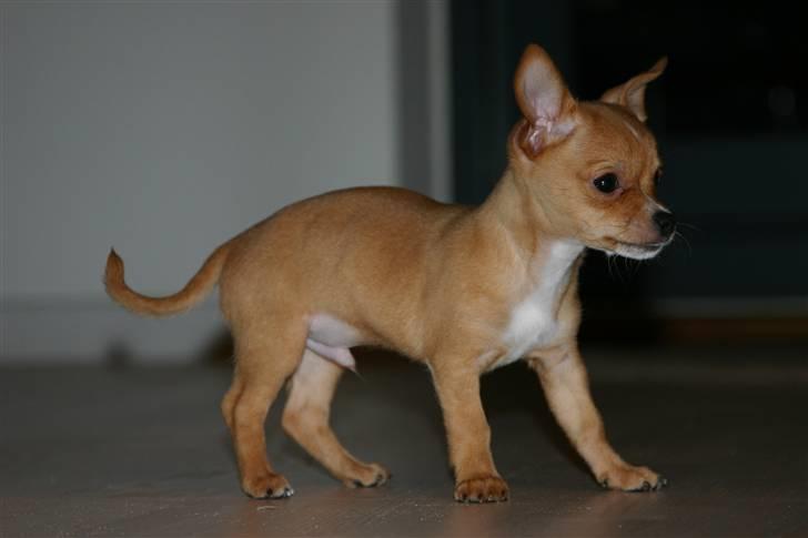 Chihuahua Lucius billede 6