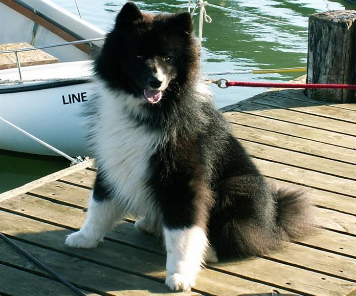 Karelsk bjørnehund Satchmo billede 1