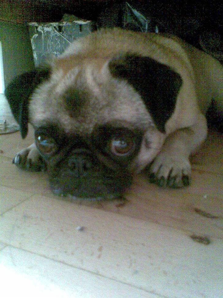 Mops freja - troede lige jeg fik fred billede 9