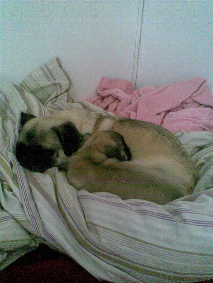 Mops freja - zzzzz billede 10