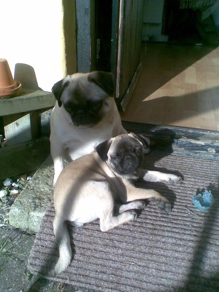 Mops freja - hygge billede 11