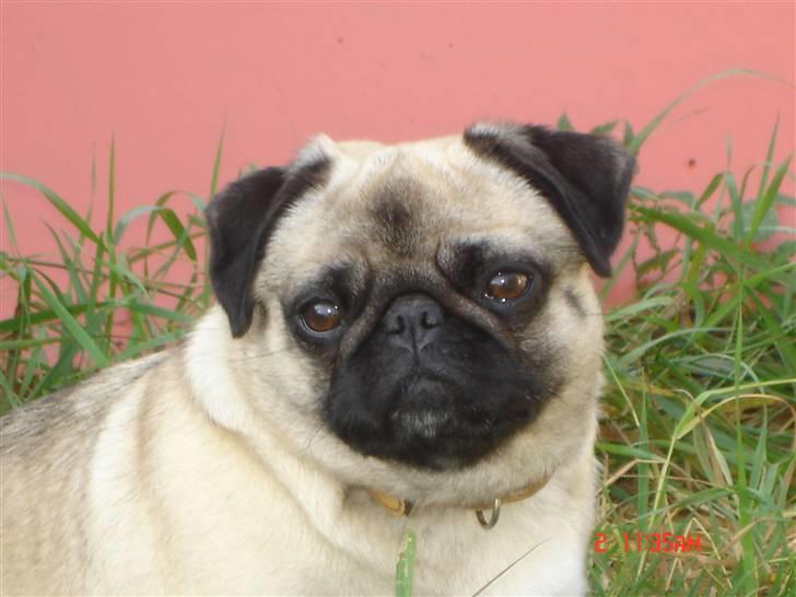 Mops freja - smukke freja billede 12