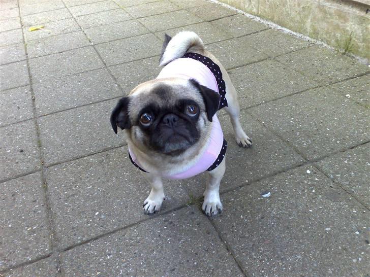 Mops freja - freja i kjole (kun den ene gang) billede 13