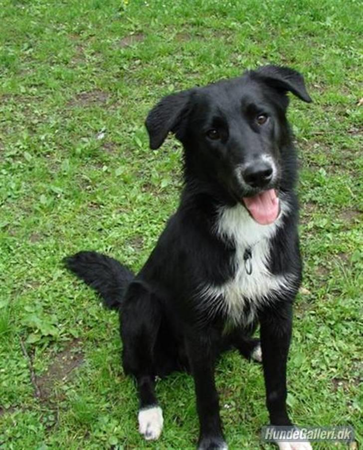 Blanding af racer Qimmit RIP - Fin og næsten voksen i august 2007 billede 10