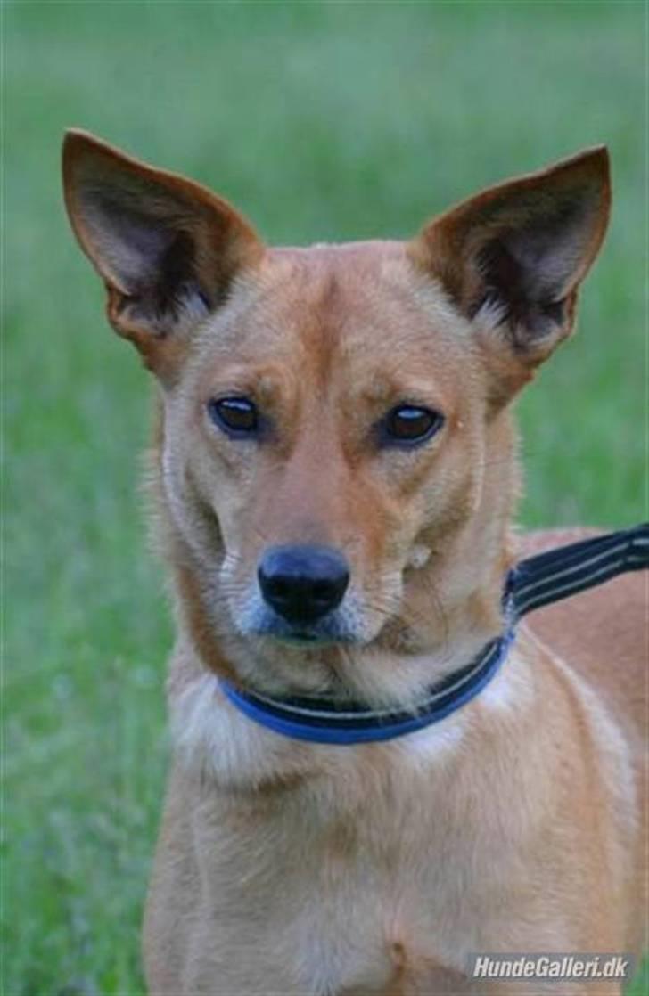 Blanding af racer Lanka RIP - Fuld af spilopper billede 11