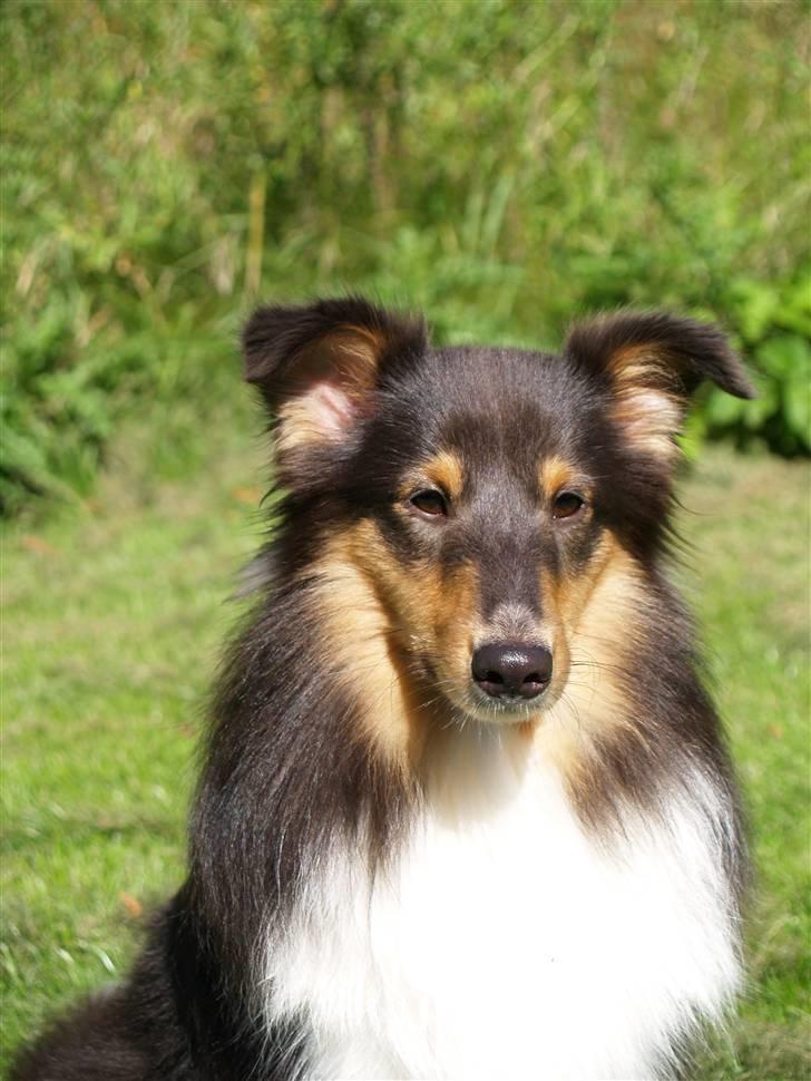 Shetland sheepdog Angel - R.I.P billede 8