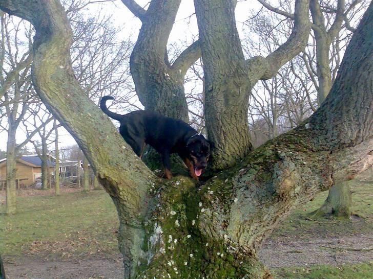 Rottweiler Elmediges Guzzi billede 1