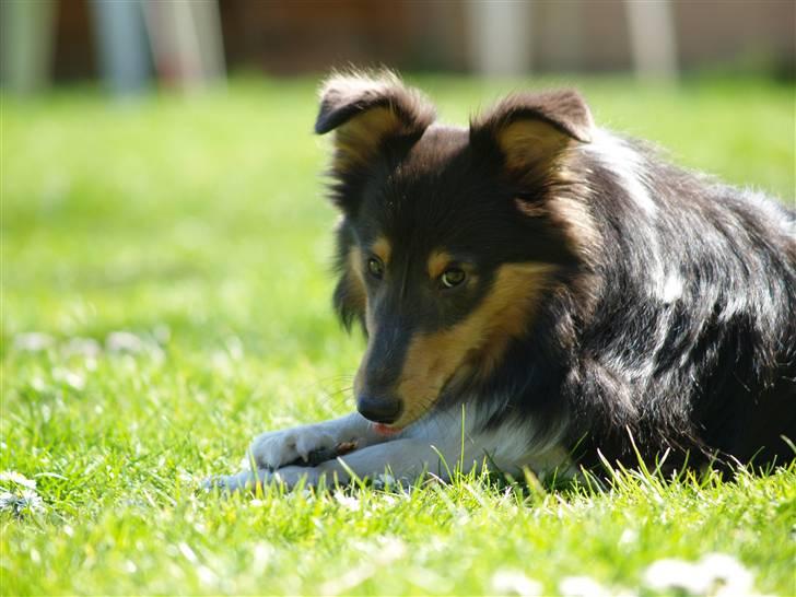Shetland sheepdog Angel - R.I.P billede 9