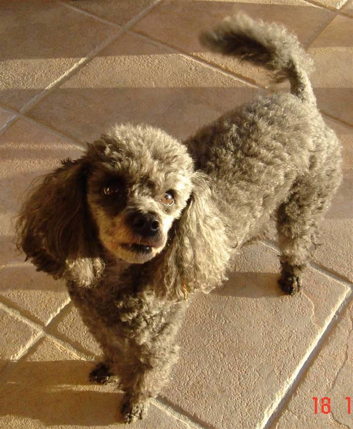 Dværgpuddel Hodja billede 1