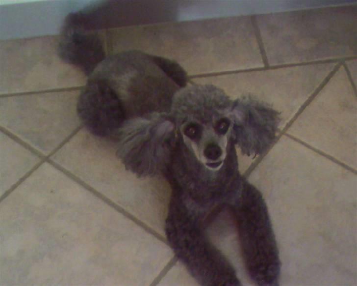 Dværgpuddel Hodja - Gir du en godbid? billede 2