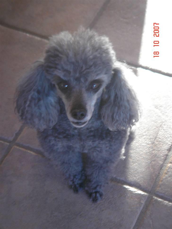 Dværgpuddel Hodja billede 3