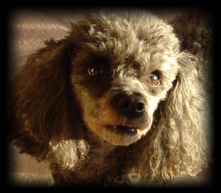 Dværgpuddel Hodja billede 4