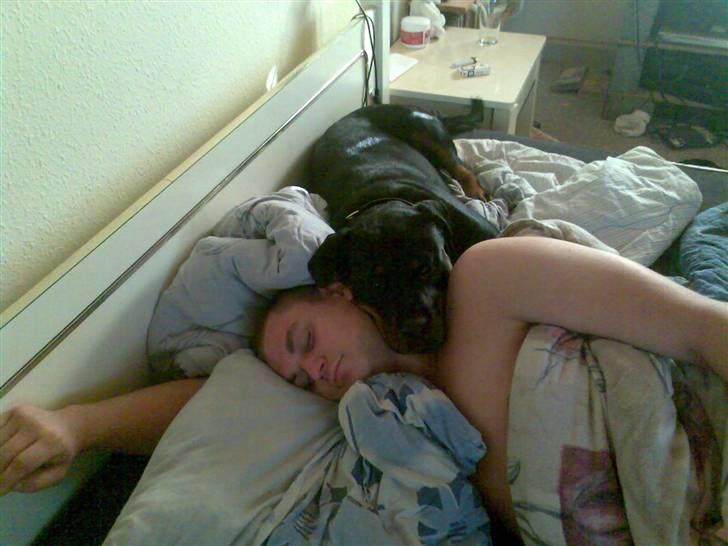 Rottweiler Elmediges Guzzi billede 4