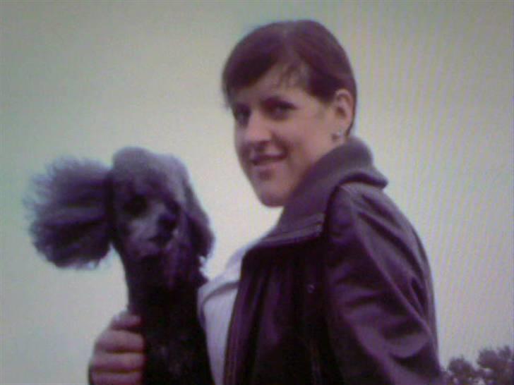 Dværgpuddel Hodja billede 5