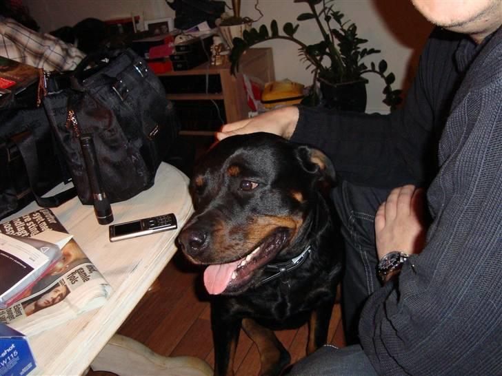 Rottweiler Elmediges Guzzi billede 6