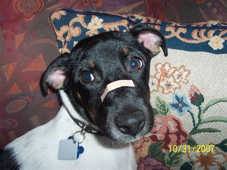 Dansk svensk gaardhund Nico (von diddo) - Altså mor... Jeg er en hund !  billede 7