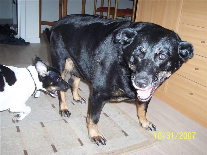 Dansk svensk gaardhund Nico (von diddo) - Agh... Tante Sandy, nu spiser jeg dig... billede 8