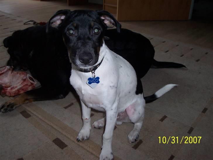 Dansk svensk gaardhund Nico (von diddo) - Hun gider bare SLET ikke lege... billede 9