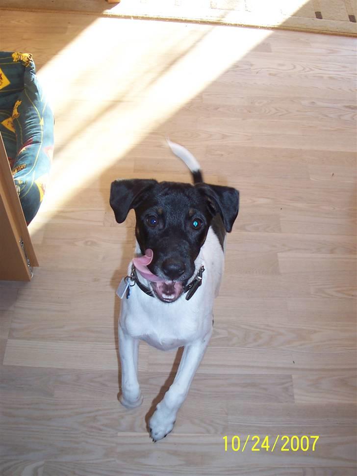 Dansk svensk gaardhund Nico (von diddo) - Tju-hej hvor det går... billede 10