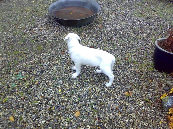 Hvid schæfer Kenzo *RIP* SAVNER DIG - Ude i gården billede 3