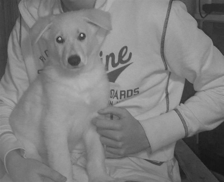 Hvid schæfer Kenzo *RIP* SAVNER DIG - hyggestunder med far.. billede 4