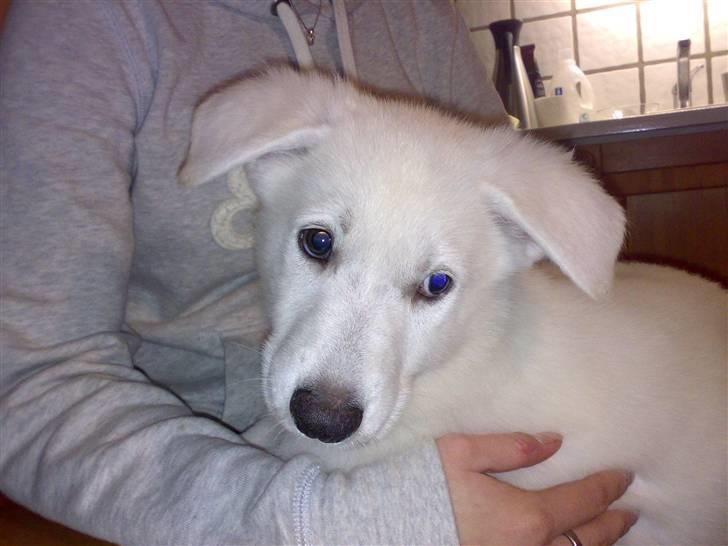 Hvid schæfer Kenzo *RIP* SAVNER DIG - op hos mor.. billede 5