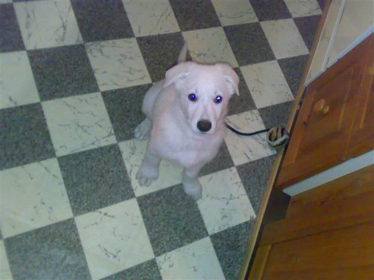 Hvid schæfer Kenzo *RIP* SAVNER DIG - gi mig´ gi mig´ gi mig´.. nu! billede 6