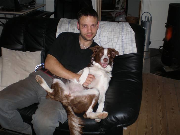 Border collie Bonnie billede 17