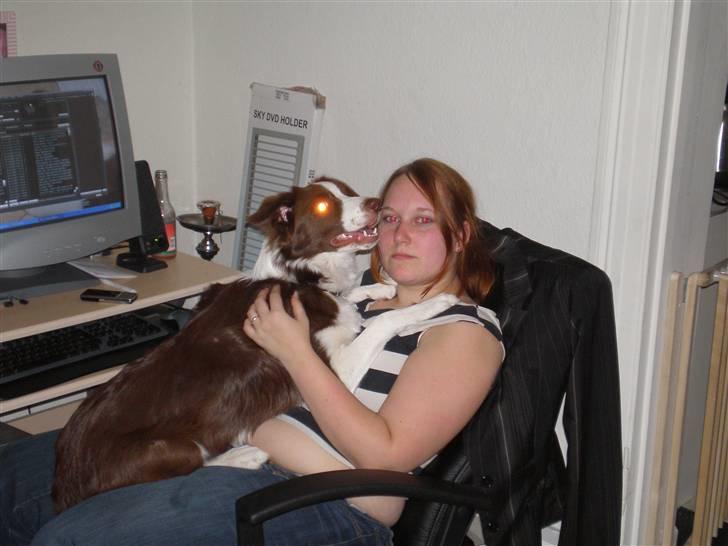 Border collie Bonnie billede 18