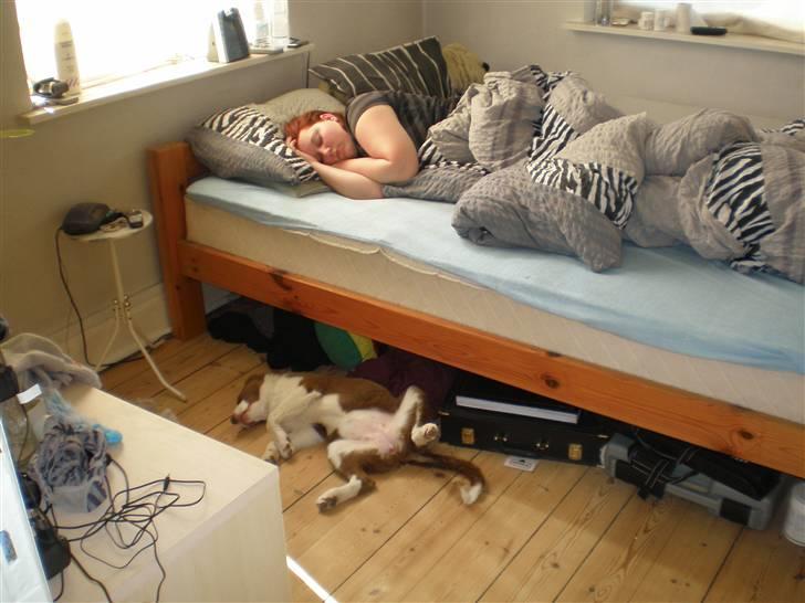 Border collie Bonnie billede 19