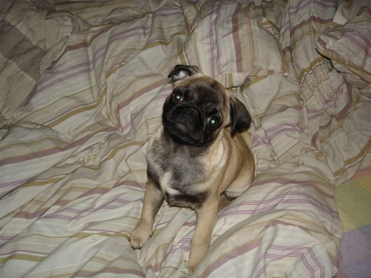 Mops Frida - hva siger du mor? billede 14