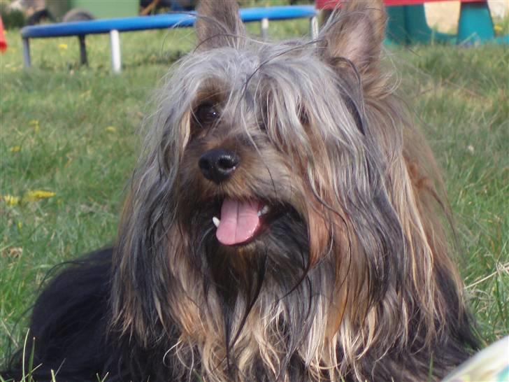 Australian silky terrier Silkylyst's Lorenzo billede 4