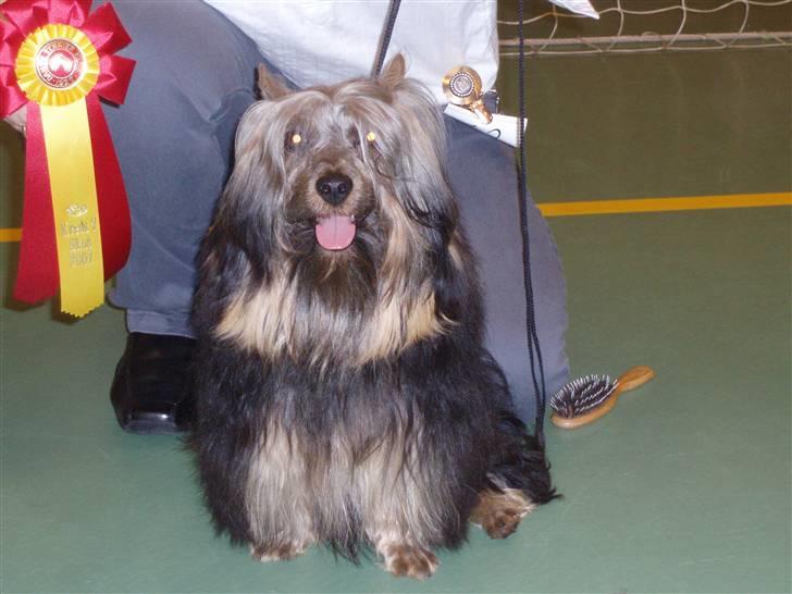 Australian silky terrier Silkylyst's Lorenzo - Stolt af sin 1.præmie billede 5