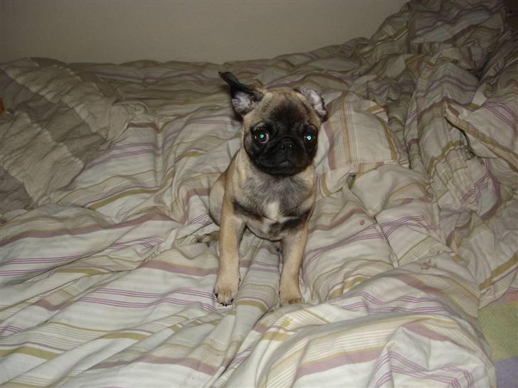 Mops Frida - flyveører billede 15