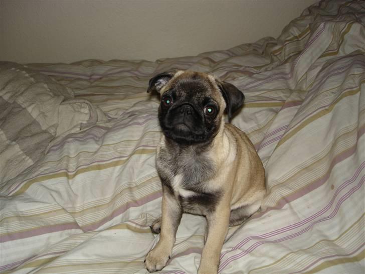 Mops Frida - skal vi snart ud og gå? billede 16