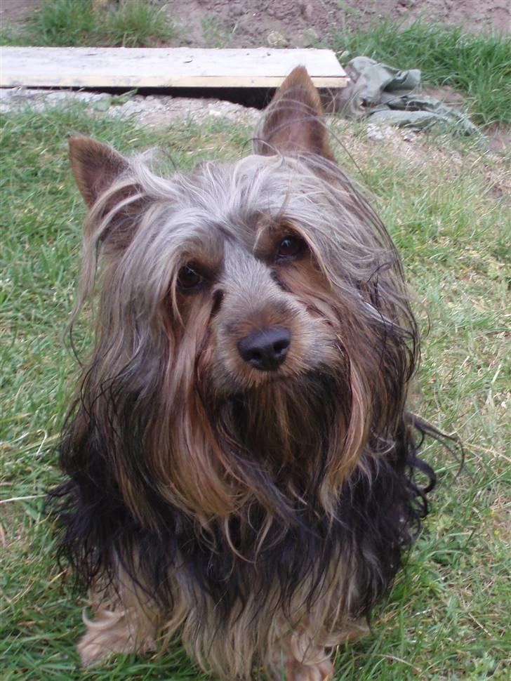 Australian silky terrier Silkylyst's Lorenzo billede 6