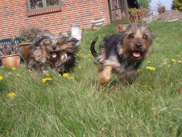 Australian silky terrier Silkylyst's Lorenzo - Nu kommer jeg og fanger dig ! billede 8