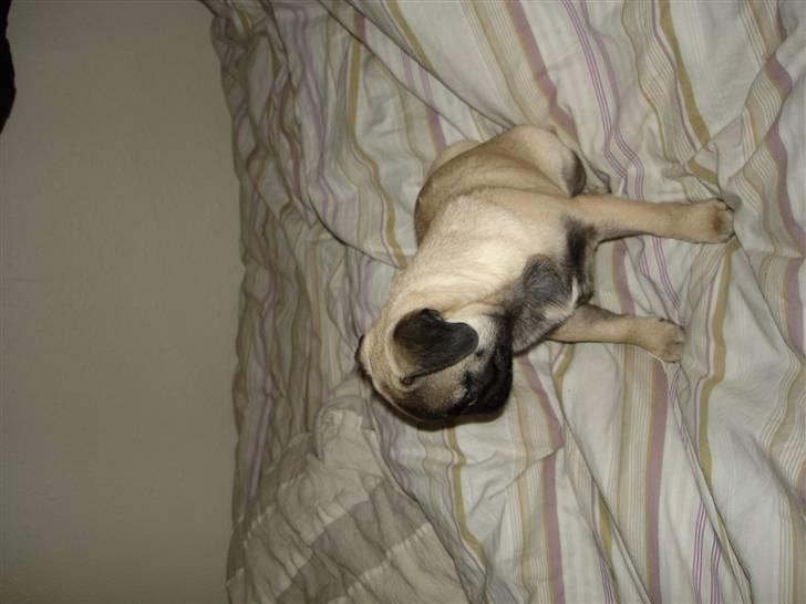 Mops Frida - nå så kigger vi lige lidt billede 17