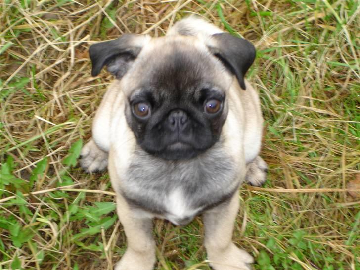 Mops Frida - hvad? billede 18