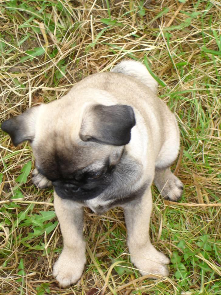 Mops Frida - sker der noget i græsset? billede 19