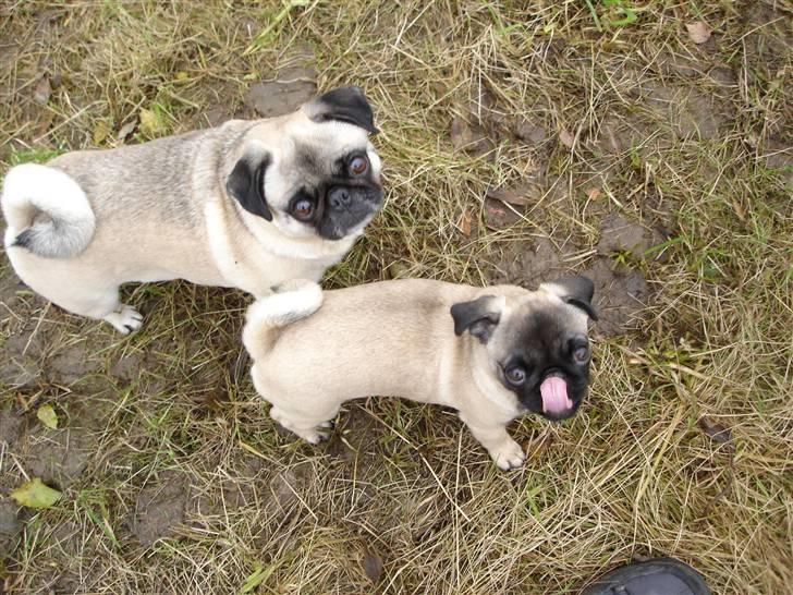 Mops Frida - i skoven billede 20