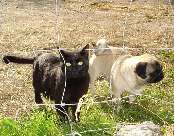 Mops freja - Freja og Balder billede 14