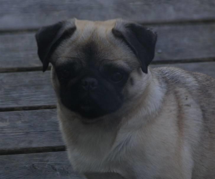 Mops freja - nuser Freja billede 15