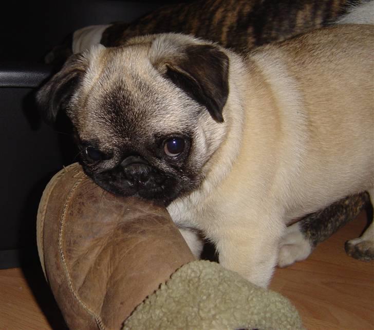 Mops freja - Freja og sutskoen billede 16