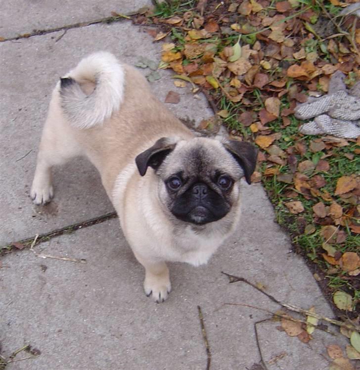 Mops freja - Freja og efterår billede 17