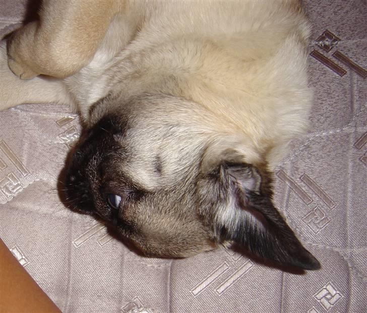 Mops freja - flyveører billede 18